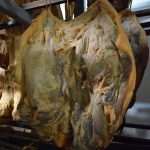 Slavonska šunka cijela bez kosti za kuhanje (1-6 kg/kom) - dostupno od 1.3.2026.